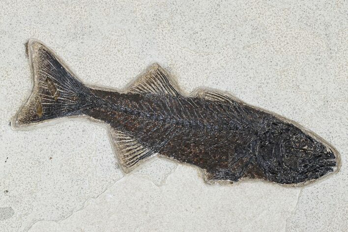 Uncommon Fish Fossil (Mioplosus) - Wyoming #179313